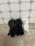 Coelhos para ceder