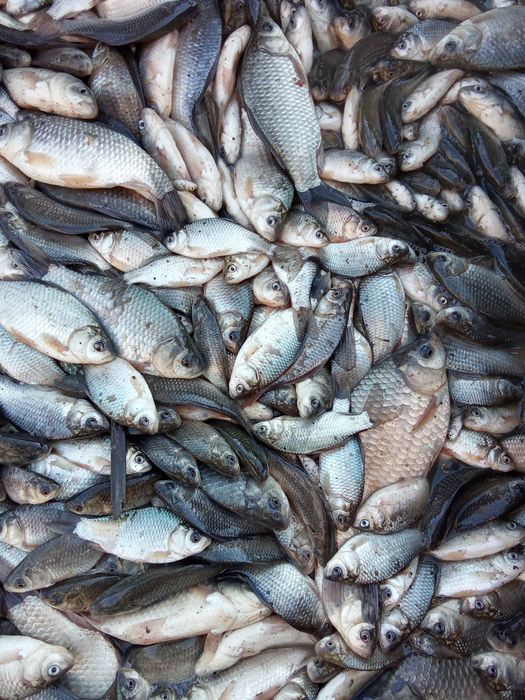 Реалізуємо зарибок коропа та карася