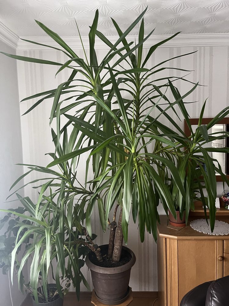 Juka gwatemalska, Yucca Elephantipes, 200 cm