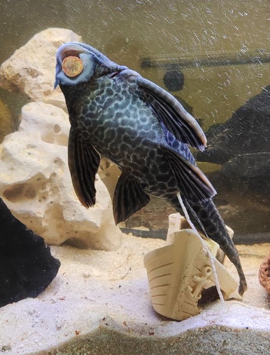 Plecotidos limpa fundos com 40 cm mto bonito castanho e preto