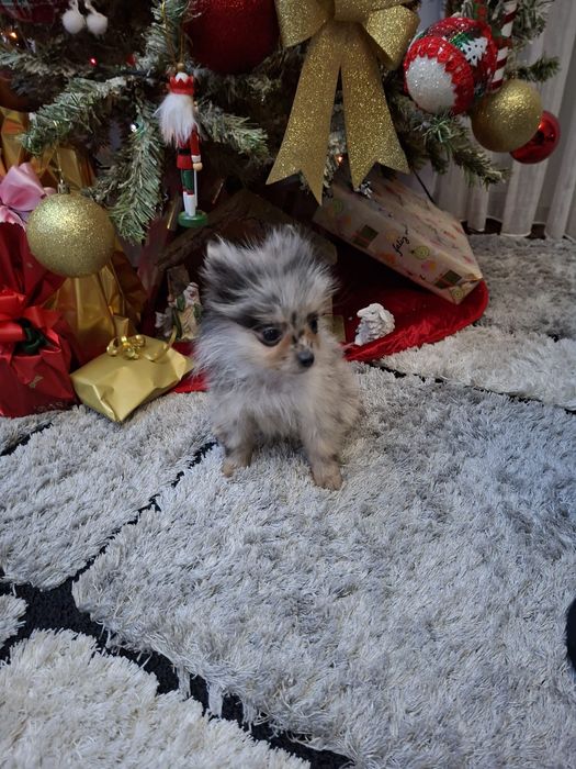 Sptiz lulu da pomerania