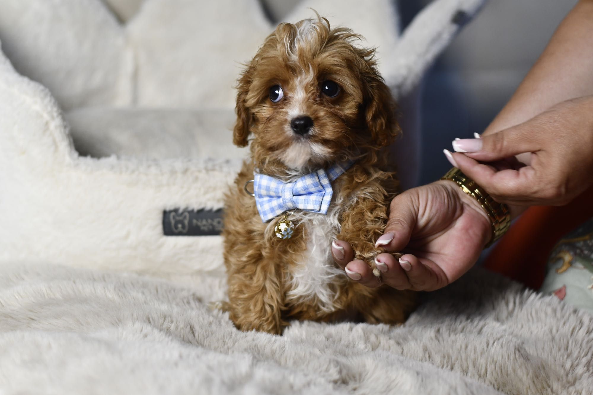 Cavapoo F1 RED BROWN wyjątkowy chłopiec gotowy do odbioru