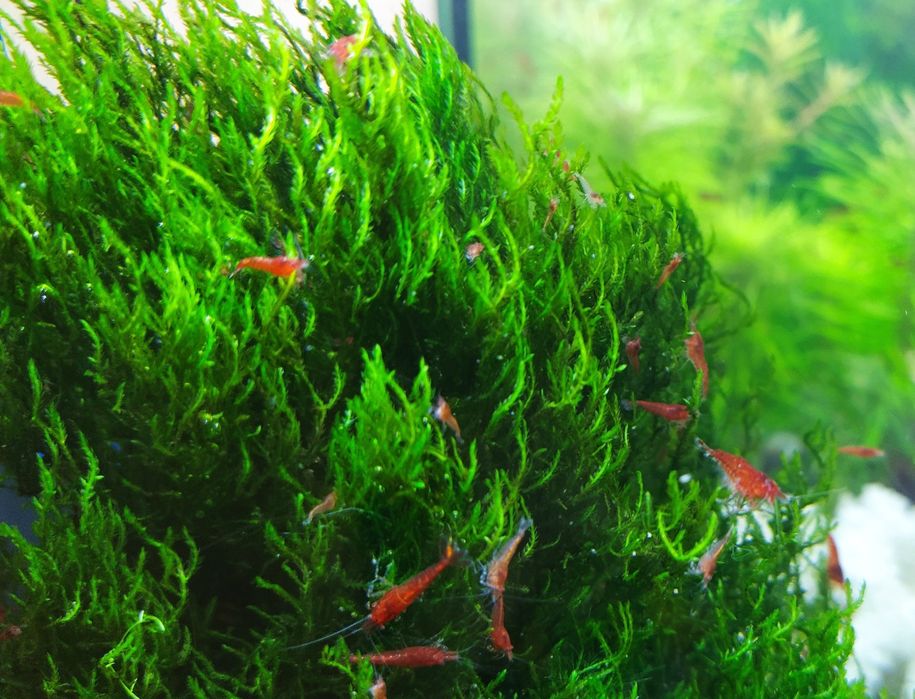 Креветки неокардини Кровава Мері, мохи, рослини акваріумні