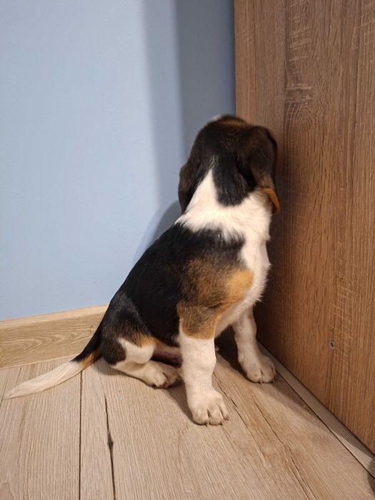 Sprzedam pieska rasy BEAGLE