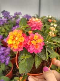 Lantana pospolita sadzonka