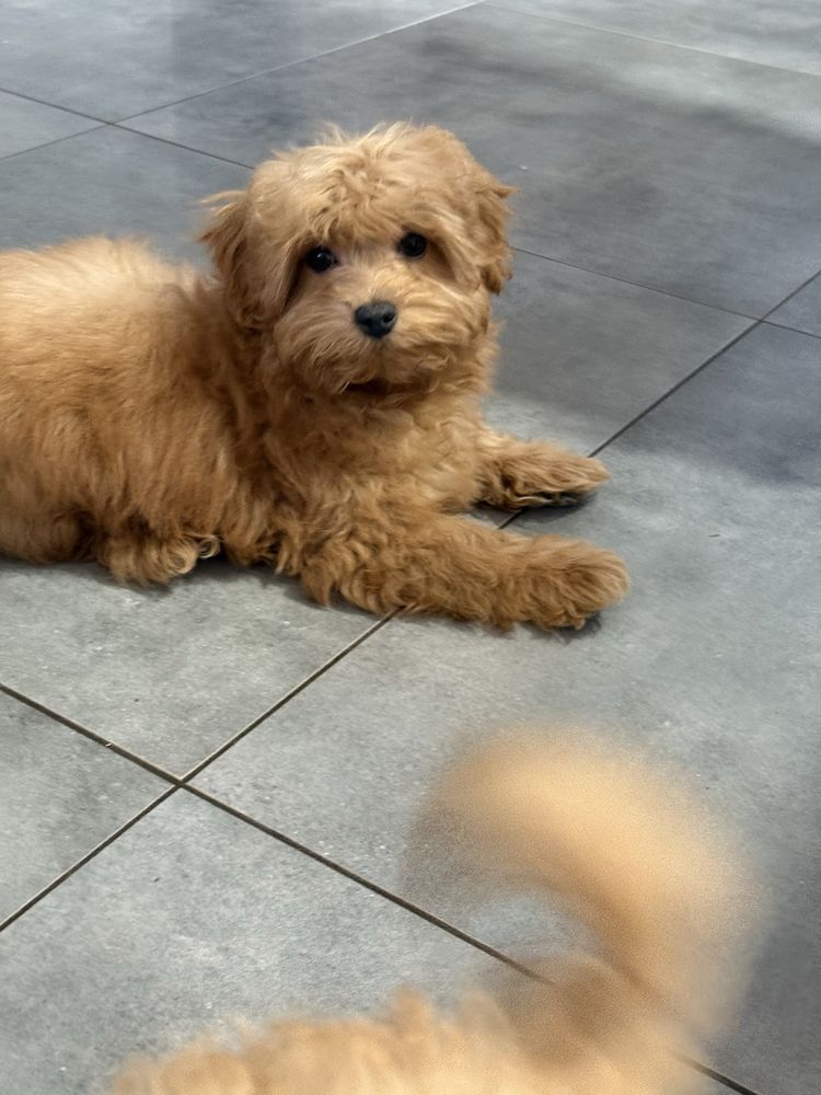 Maltipoo F1 GOTOWY DO ODBIORU, maltańczyk i pudel toy