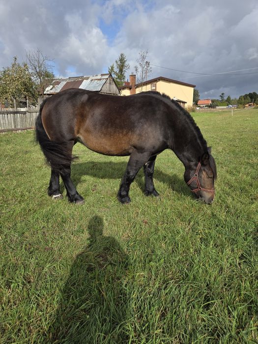 Sprzedam Klacz Zimnokrwistą