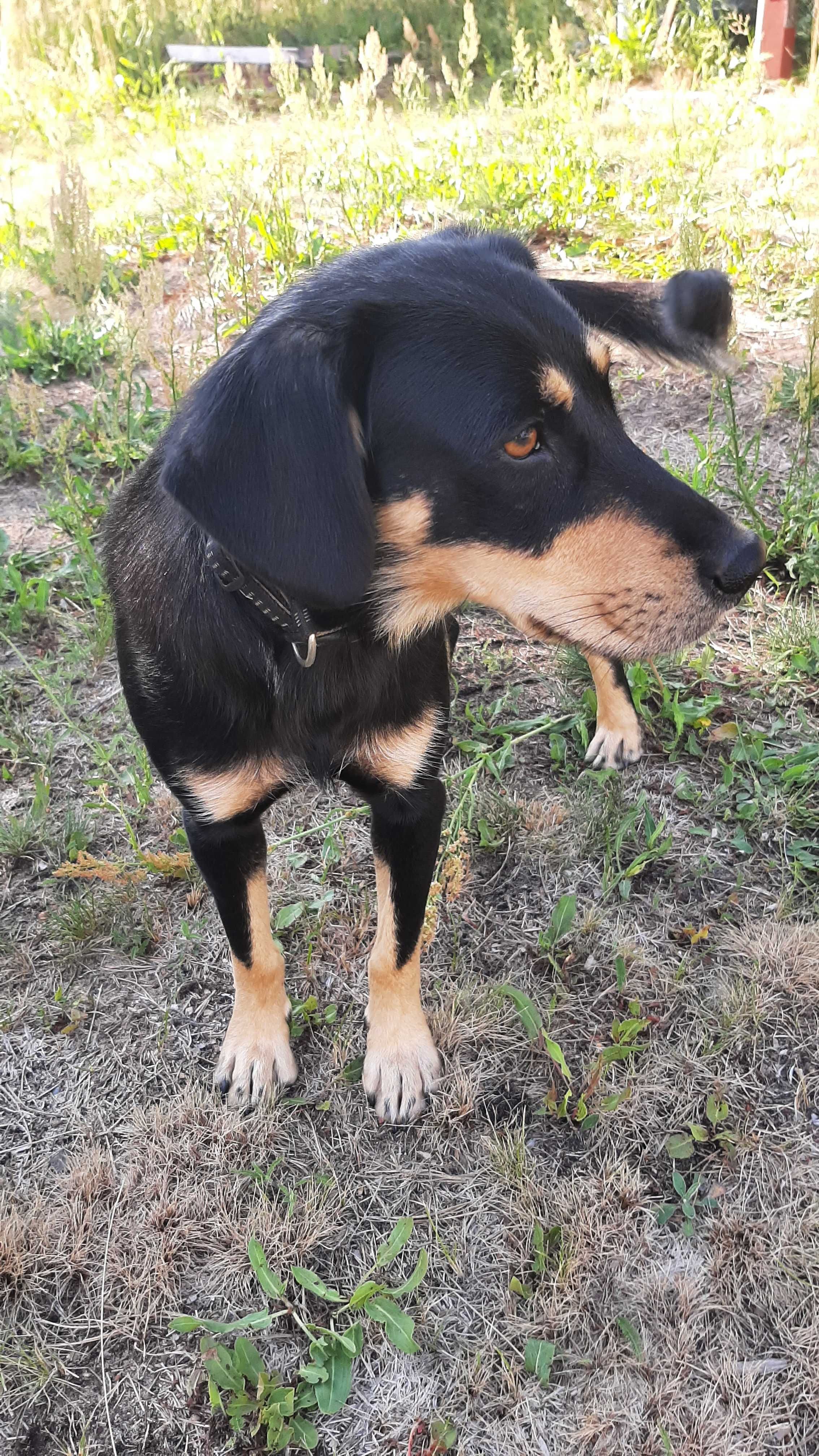 Cudowna , spokojna Sara do adopcji