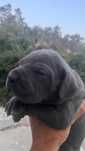 Cane Corso Italiano