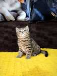Kot Brytyjski kotka Tina Blue Marina cętkowana golden tabby unikat