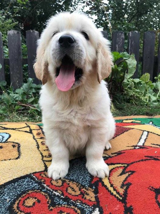 Щенок золотистого ретривера