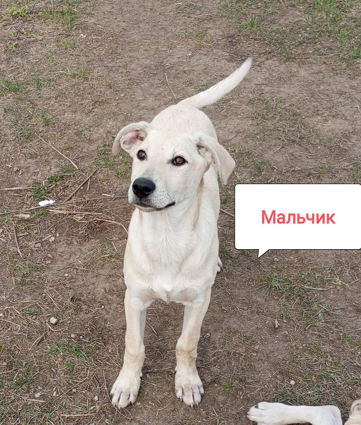 Віддам в добрі руки