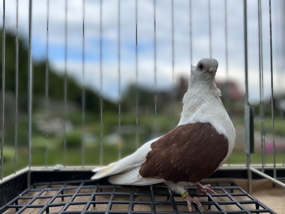 Gołębie ozdobne. Mewka polska samiczka 2023.