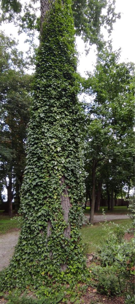 Bluszcz zimozielony hedera helix 200-300 cm pojedyńczy pęd