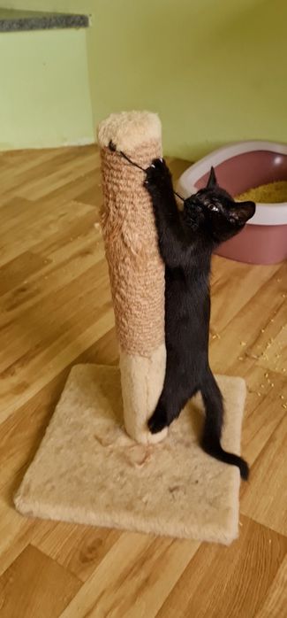 Кошеня чорна дівчинка