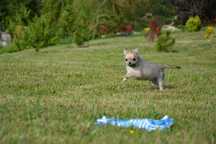 Chihuahua chłopczyk długowłosy ZKwP FCI