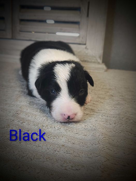 Border collie piesek cudowny piesek przebadani rodzice do odbioru