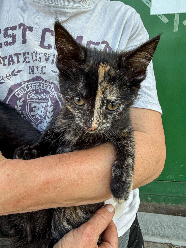 Kreska, delikatna kotka do adopcji