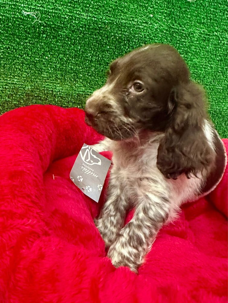 Cocker spaniel  menino