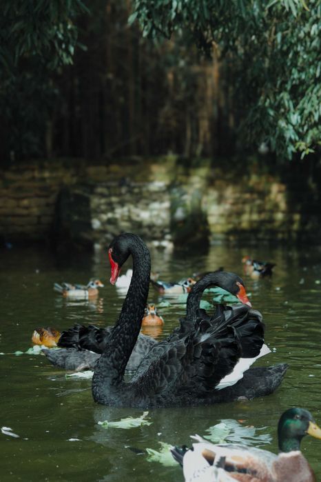 Espaço eventos/festas
