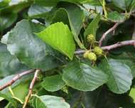 C2 Olcha olsza czarna alnus glutinosa HURT DETAL