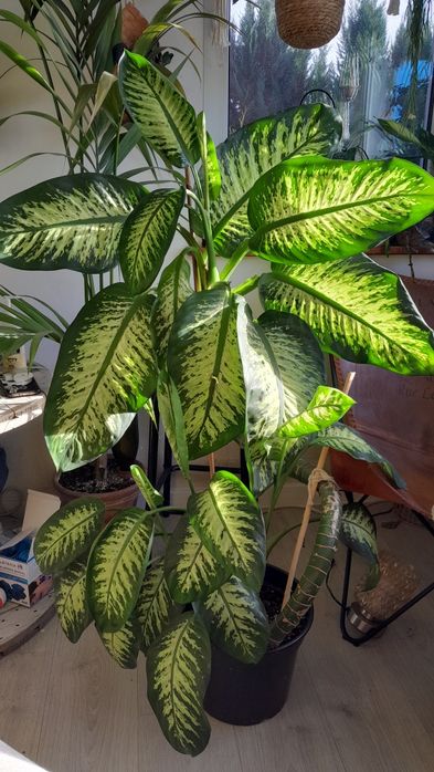 Wielka diffenbachia troppic snow