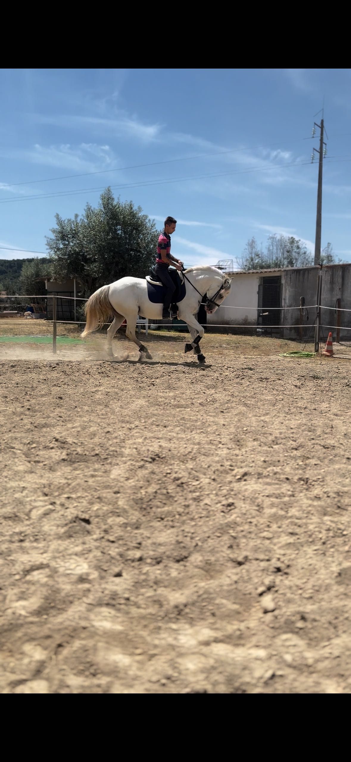 Cavalo puro sangue lusitano