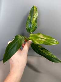 Philodendron Domesticum Variegata Siam Sunrise