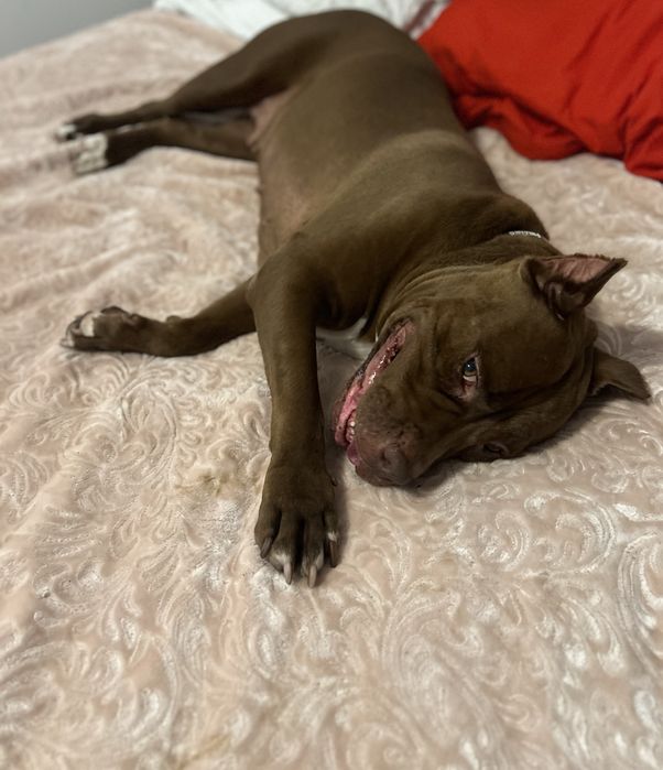 Sunia Coco rasy Pit Bull szuka domku