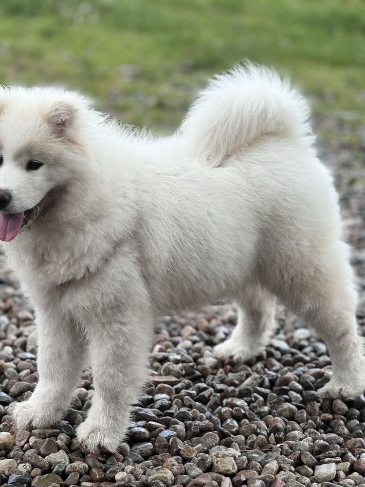 Samoyed Samojed suczka