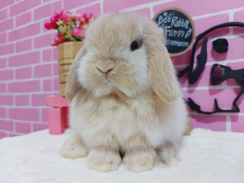 KIT Coelhos anões orelhudos, mini lop super inteligentes e dóceis