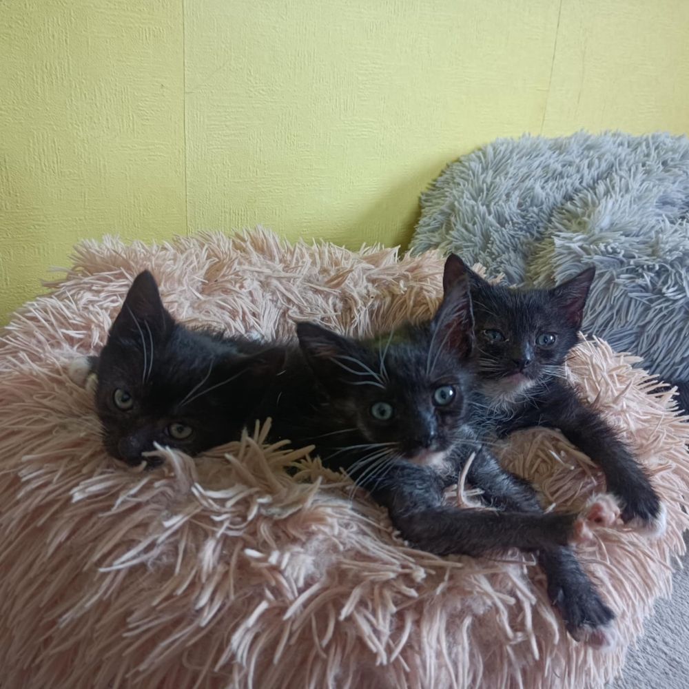 Kocie dzieci w potrzebie domów