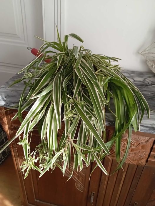 Chlorophytum ou Planta Aranha