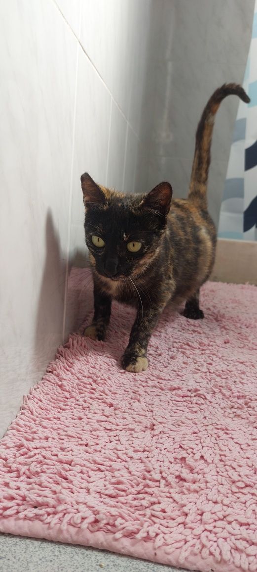 Gatinhos frajola para doação responsável