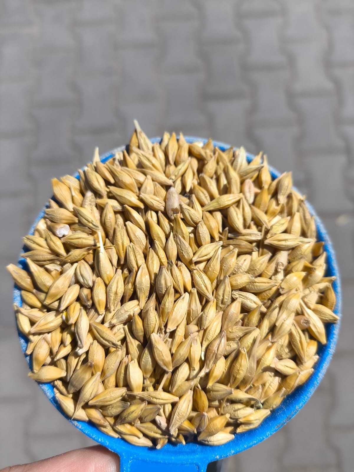 Jęczmień całe ziarno pasza dla kur gołębi 20kg SUPER!