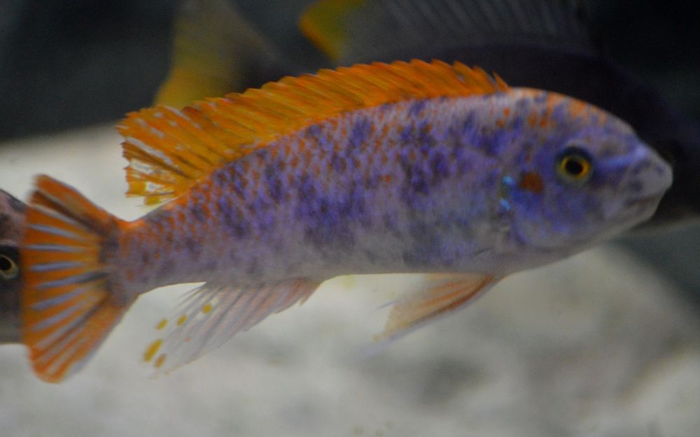 Labeotropheus trewavasae