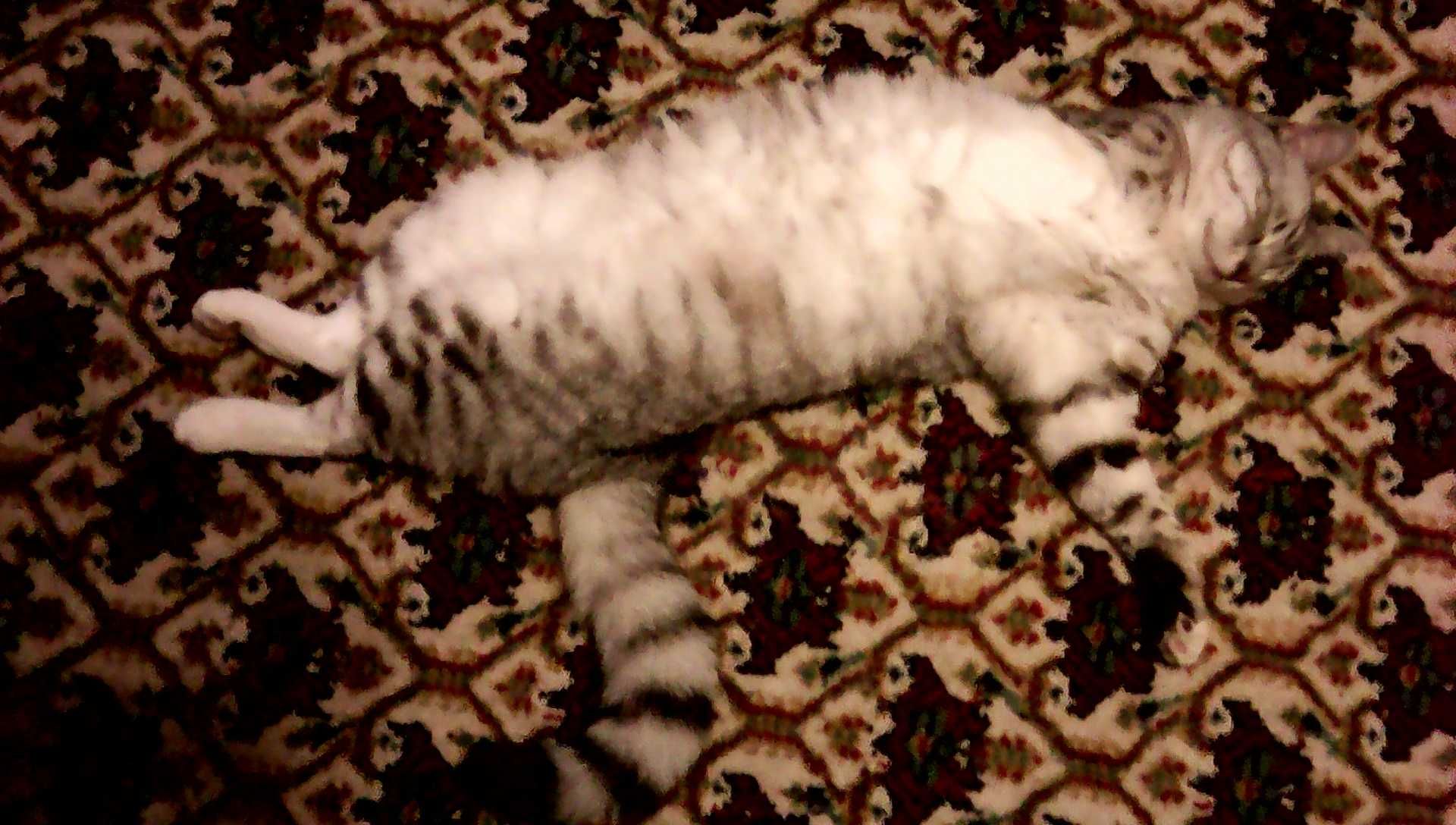 Котику нужен дом