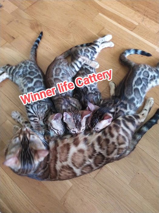 Бенгали шоу класу в улюбленці!