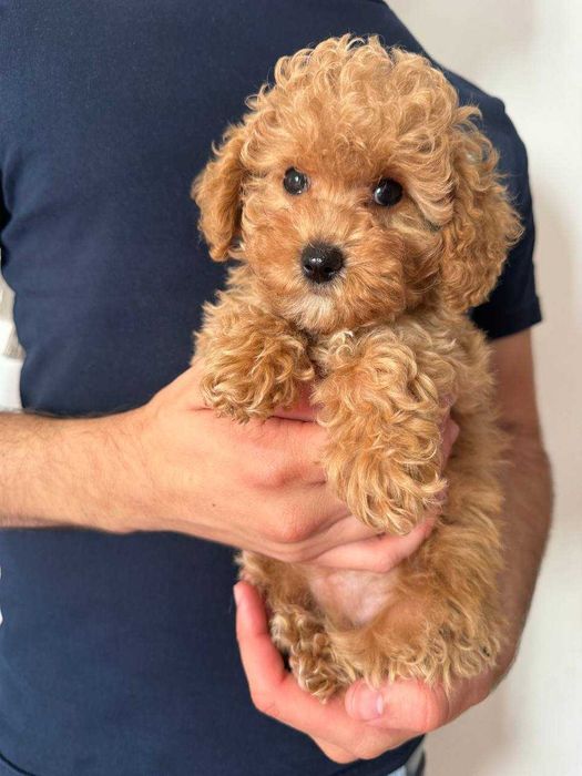 Caniche Toy Poodle menina, já pronta para nova família