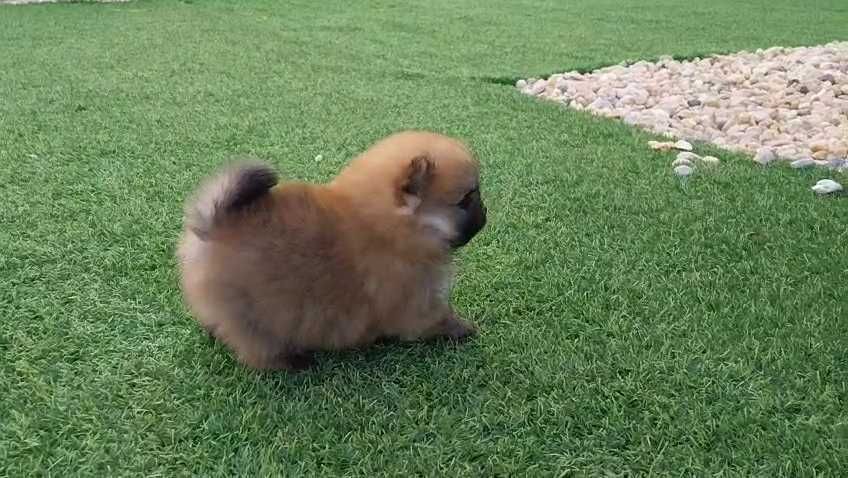 Lulu da Pomerânia com LOP (Pedigree) e Afixo