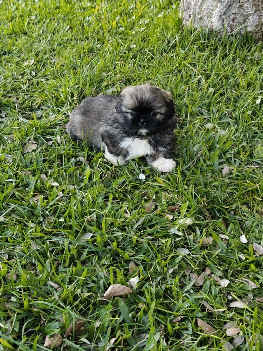 Shih-Tzu fêmea disponível