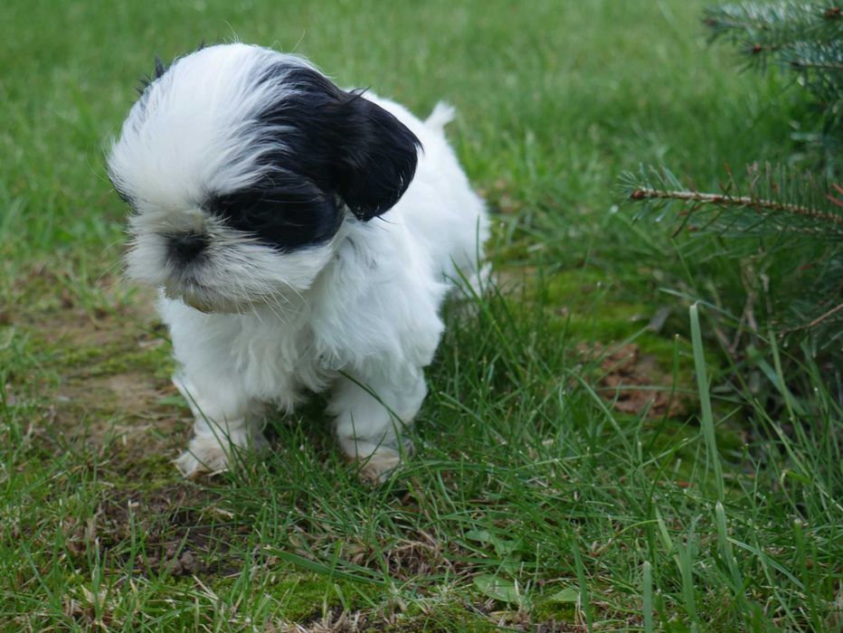 SHIH TZU - mini piesek