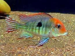 Geophagus sp.   'Red Head Tapajos'