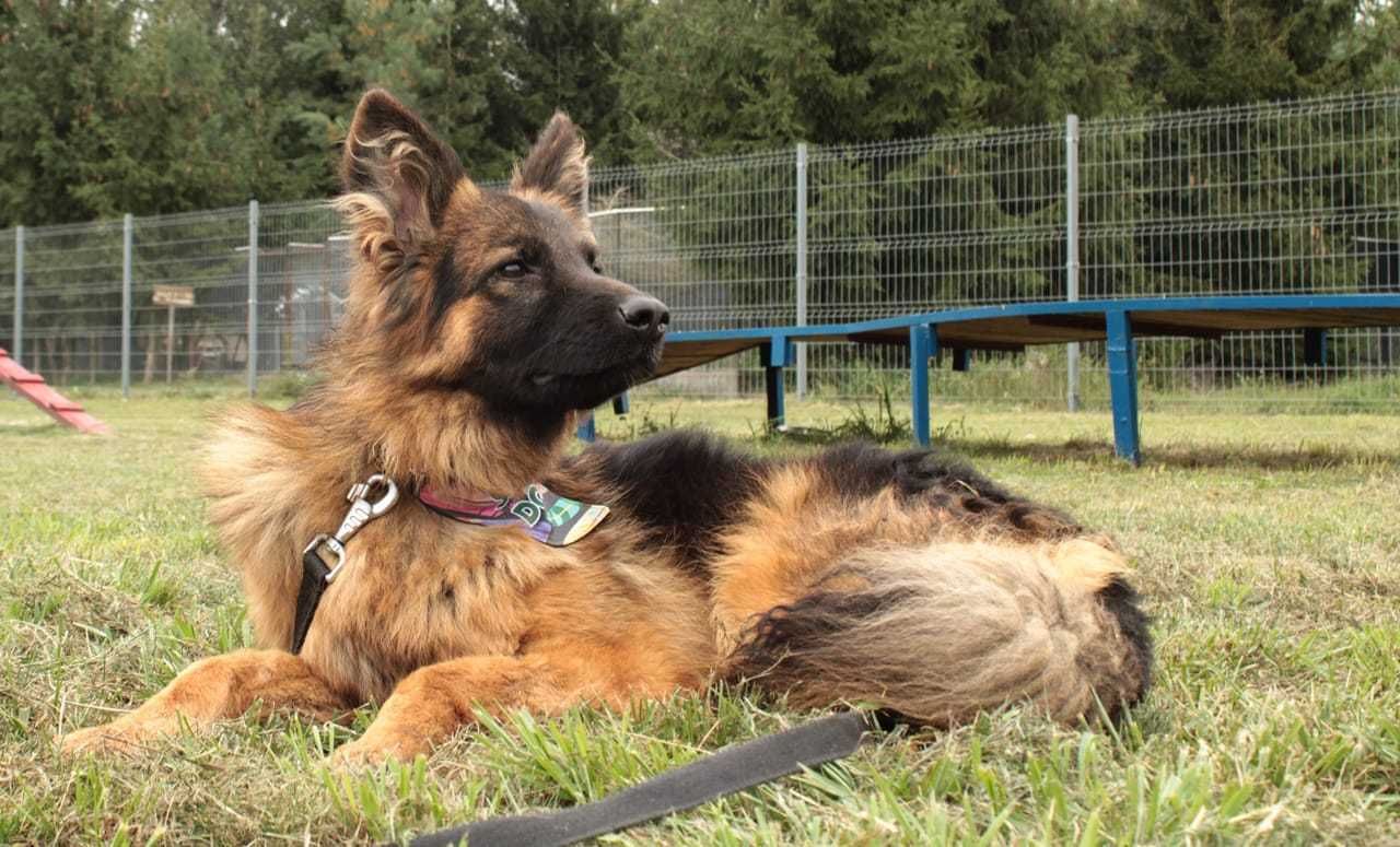 Mafi- młody mieszaniec owczarka szuka domu!