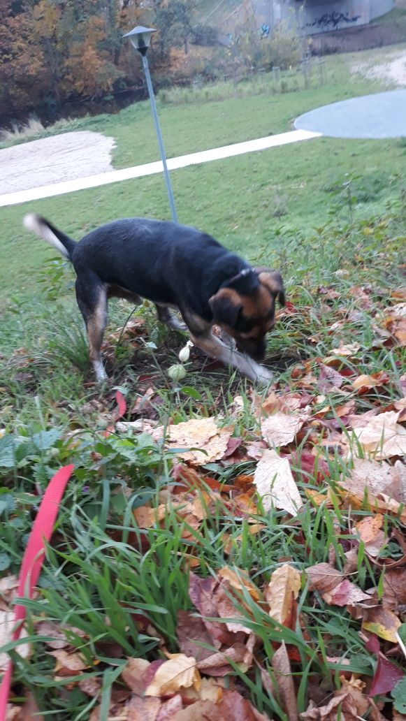 Zabawny kulturalny  wesoły - prawie beagle ) -  filo