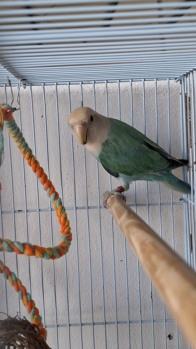 Agapornis Roseicollis Fêmea