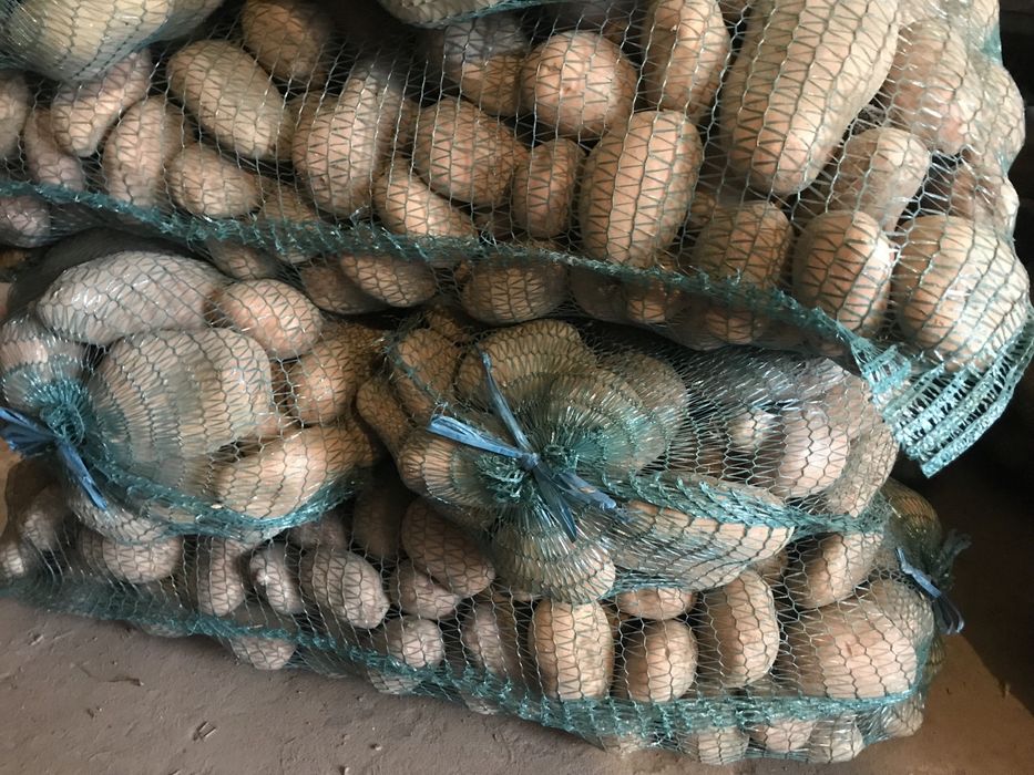 Насінева картопля Сарпо Миру