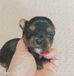 Yorkshire terrier