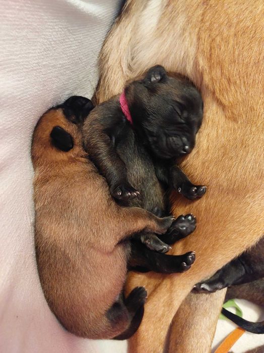 Owczarek Belgijski Malinois Albus Amor ZKWP FCI