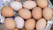 Продам домашні курячі яйця